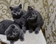 Imported British fold kittens from best kennels in Europe 0