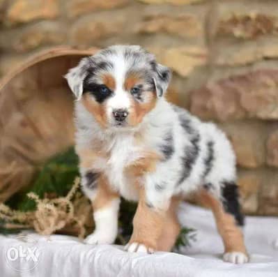 Shops australian shepherd olx