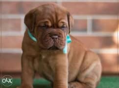 Imported French Mastiff Puppies with all documents فرنش ماستيف 0