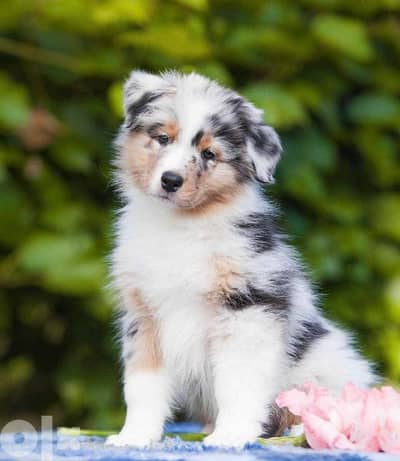 Australian sales shepherd olx