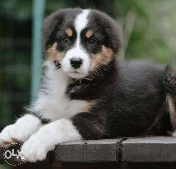 Australian sales shepherd olx