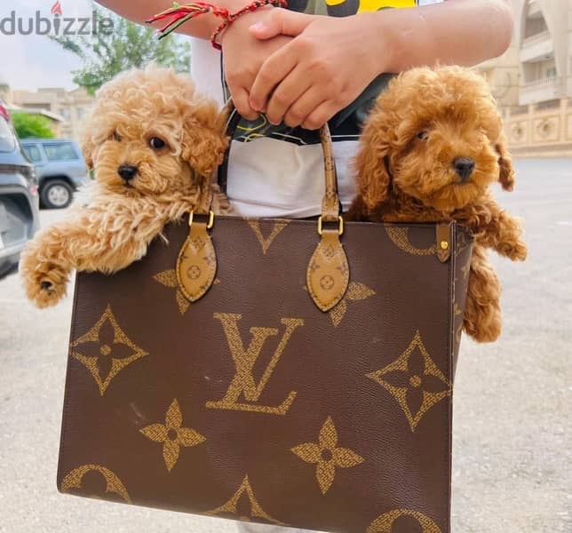Toy Poodle Puppies Males Available Now From Imported parents 1