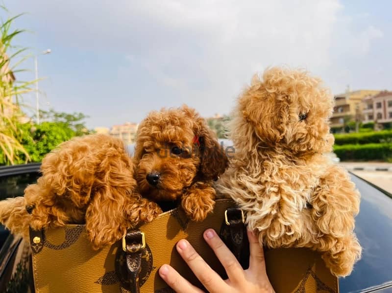 Toy Poodle Puppies Males Available Now From Imported parents 2