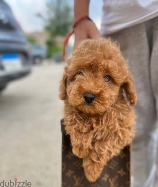 Toy Poodle Puppies Males Available Now From Imported parents 4