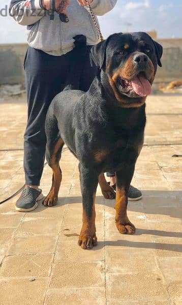 كلب روت / رود وايلر ألماني Rottweiler puppies