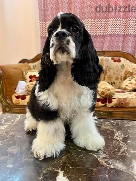 Available for public stud ONLY The best male american Cocker spaniel 1