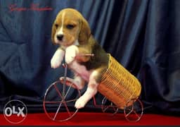 Beagle puppies imported Parents 0