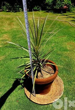Dragon plant,  Dracena Marginata 0