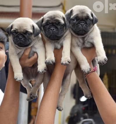 pug بج
