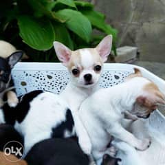 Imported Chihuahua puppies from Europe "Top Quality" all documents 0