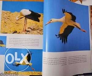 كتاب مصور الحياة البرية بجنوب سيناء يرصد تفاصيل تُشاهد لأول مرة Sinai 4