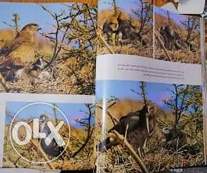كتاب مصور الحياة البرية بجنوب سيناء يرصد تفاصيل تُشاهد لأول مرة Sinai 5
