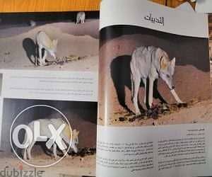 كتاب مصور الحياة البرية بجنوب سيناء يرصد تفاصيل تُشاهد لأول مرة Sinai 6