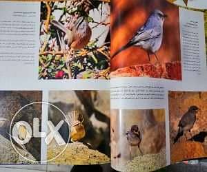 كتاب مصور الحياة البرية بجنوب سيناء يرصد تفاصيل تُشاهد لأول مرة Sinai 7
