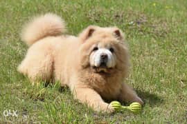 Imported Fluffy Chow Chow Male puppy "Top Quality" 0