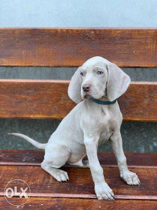 Olx weimaraner hot sale