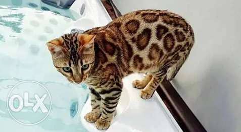 Bengal cat sale olx