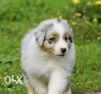 Australian sales shepherd olx