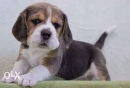Imported Beagle From Ukraine with all documents Top Quality Best price 0