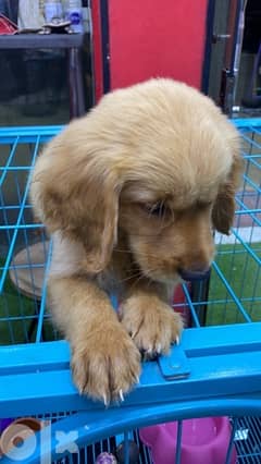 female golden retriever puppy for sale 0