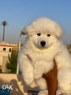 Samoyed puppy male 2 months & Imported Parents 0