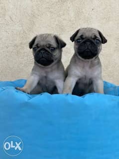 PUG Puppies 50 day's & Imported Parents 0