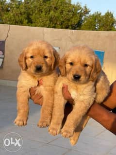 Golden Retriever puppies Male & Female 45 day's 0