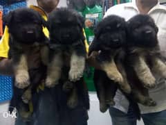 German shepherd puppies 0