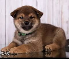 Imported Shiba Inu Top Quality Best price Full documents from Ukraine 0