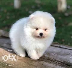 Imported Mini Pomeranian Top Quality Best price Full documents 0