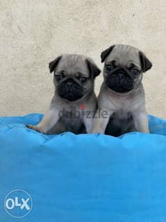 Mini pug puppies. . Males and females. . Top quality 0