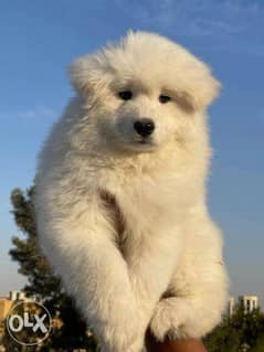 The most Fabulous Fluffy Samoyed puppies "Imported Parents" 0