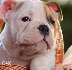 Imported English bulldog Top Quality Best price Full documents 0