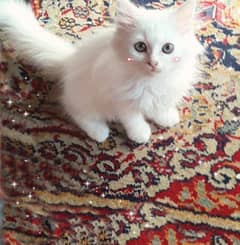 قطه شيرازي مون فيس ٦٠يوم ابيض اللون عيونها خضره 0