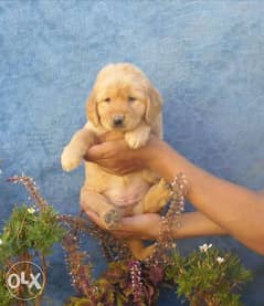 Top Quality golden retriever puppies, males and females 0