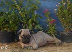 Mini pug puppies, local breed from imported parents, home raised 0