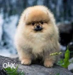 IMPORTED Pomeranian Puppies 0