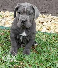 Amazing Cane Corso Top Quality Best price Full documents from Ukraine 0