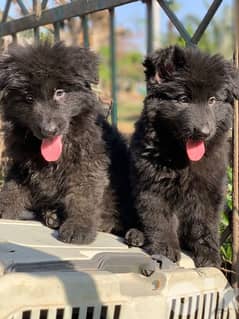 premium quality royal black puppies, males and females 0