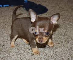 super mini Chihuahua puppies, imported parents. top quality 0