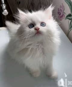 قطط شيرازي هيملايا موون فيس 0