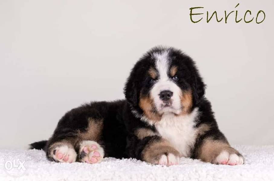 Imported bernese mountain puppies from best kennels in Europe 0