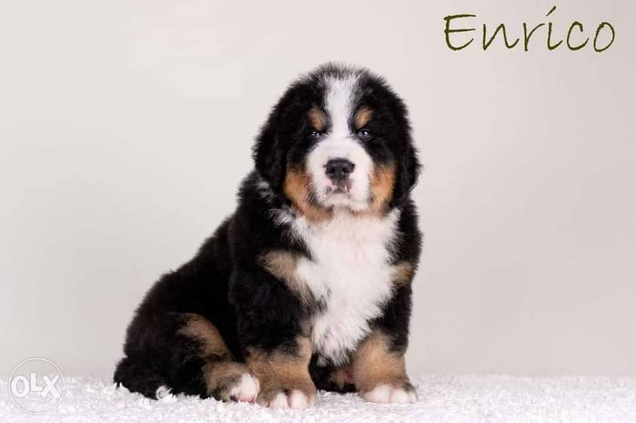 Imported bernese mountain puppies from best kennels in Europe 1