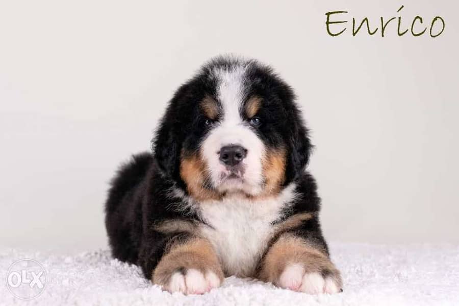 Imported bernese mountain puppies from best kennels in Europe 2
