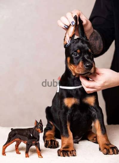 imported champion bloodline Doberman puppies, fci