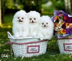 The most charming mini Pomeranian puppies "Imported" 0