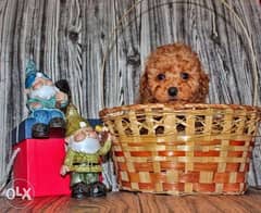 The most Charming Poodle puppies "Top Quality" 0