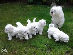 The most Fabulous mini Maltese puppies "Top Quality" 0