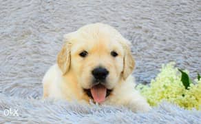 The Premium Quality Imported Labrador retriever puppies "Doc are av" 0