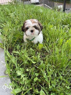 The most Charming Shih Tzu puppies "Top Quality" 0